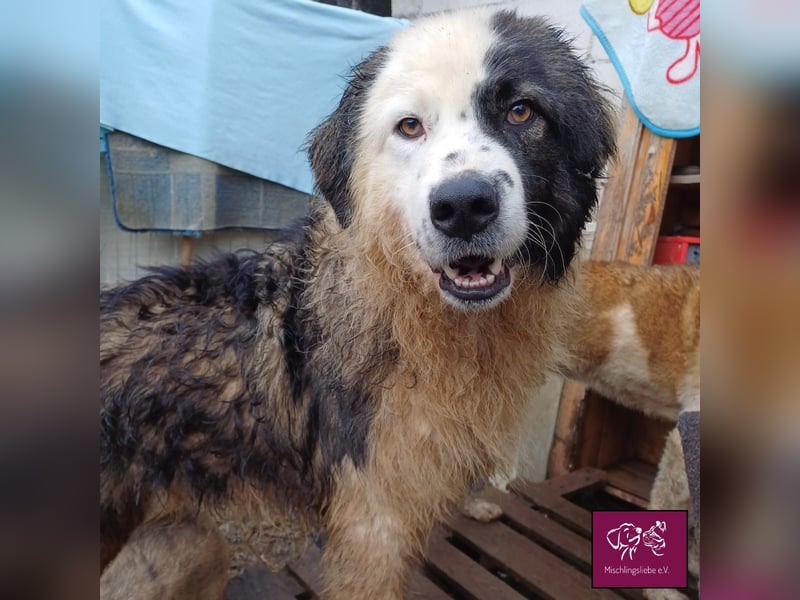 Wilke wartet auf DICH❣️❣️❣️