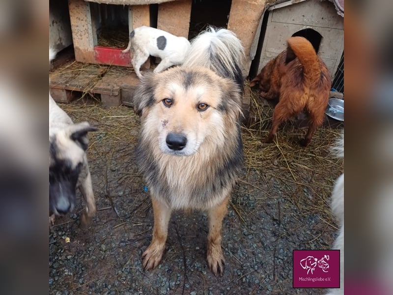 Soricel - Möchte dein Herz erobern!