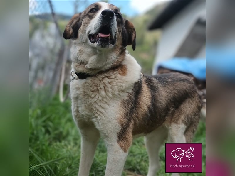 Maya auf der Suche nach ihrem Glück 