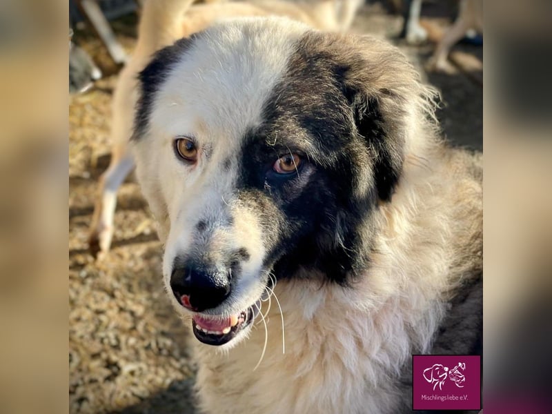 Wilke wartet auf DICH❣️❣️❣️