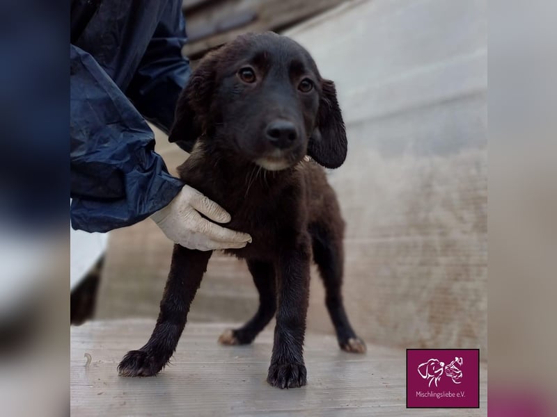 Mura  – Knuddeliges Hundekind möchte ausreisen