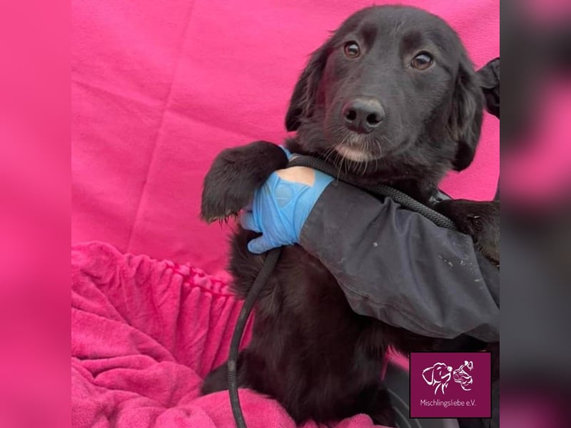 Mura  – Knuddeliges Hundekind möchte ausreisen