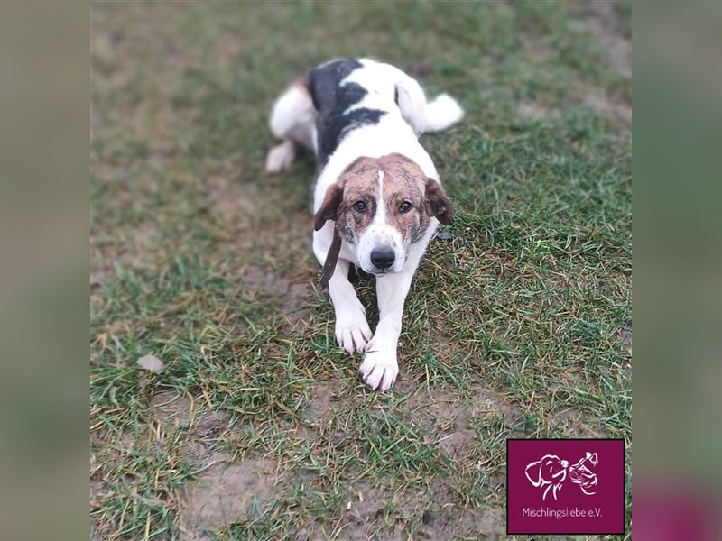 Tolos wartet auf ein warmes Körbchen in einem sicheren Zuhause 