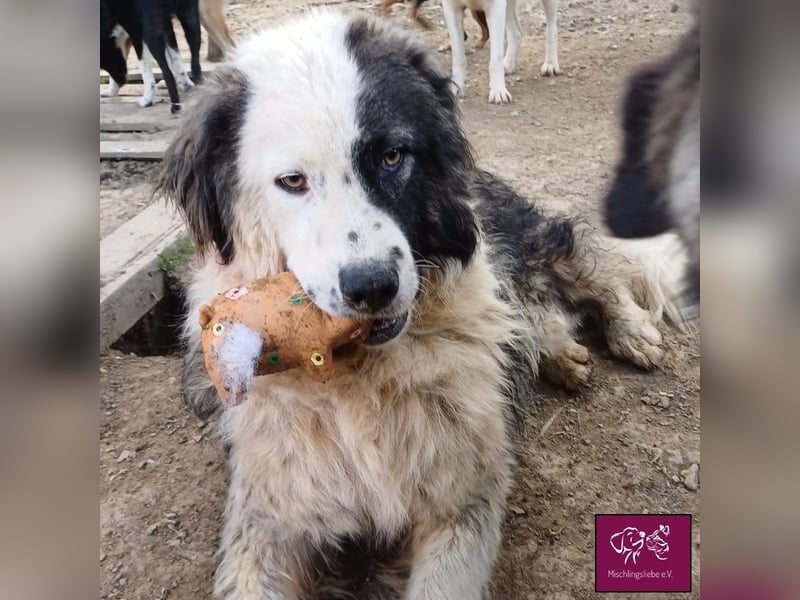 Wilke wartet auf DICH❣️❣️❣️