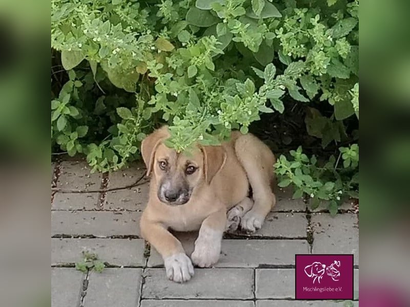 Aron  – Wer kann diesen Hunde-Äuglein widerstehen?