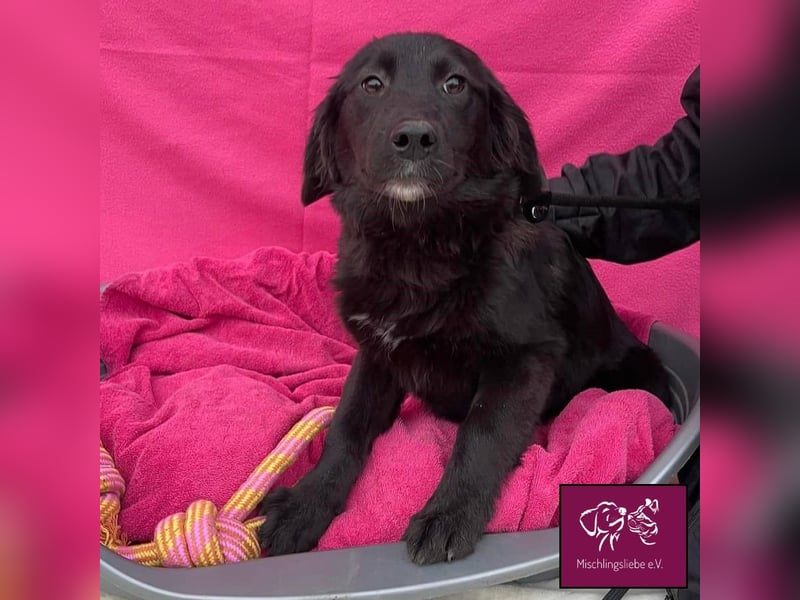 Mura  – Knuddeliges Hundekind möchte ausreisen