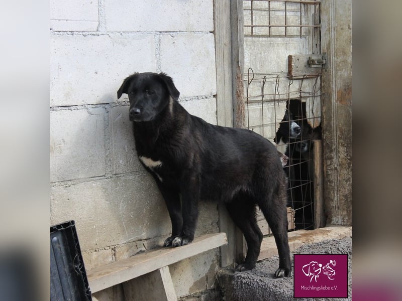 Schwarze Schönheit Kira möchte ihre Familie verzaubern! ❤️