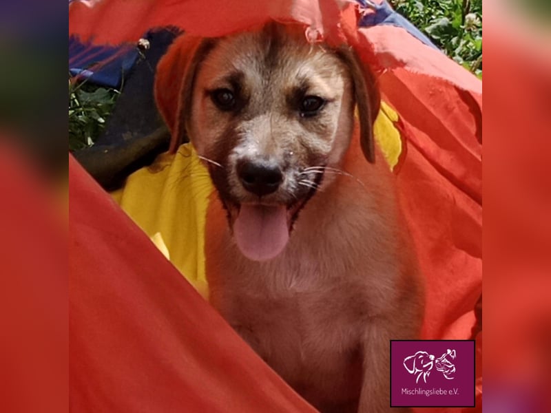 Aron  – Wer kann diesen Hunde-Äuglein widerstehen?