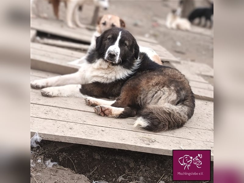 Mausi ist bereit für ihre neue Familie! ❤️