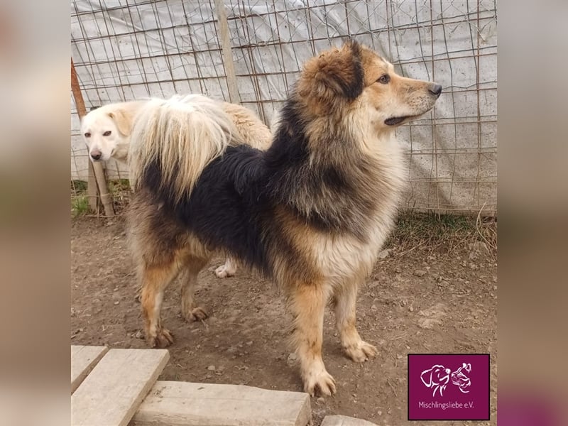 Soricel - Möchte dein Herz erobern!