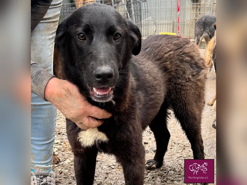 Schwarze Schönheit Kira möchte ihre Familie verzaubern! ❤️