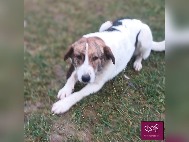 Tolos wartet auf ein warmes Körbchen in einem sicheren Zuhause 