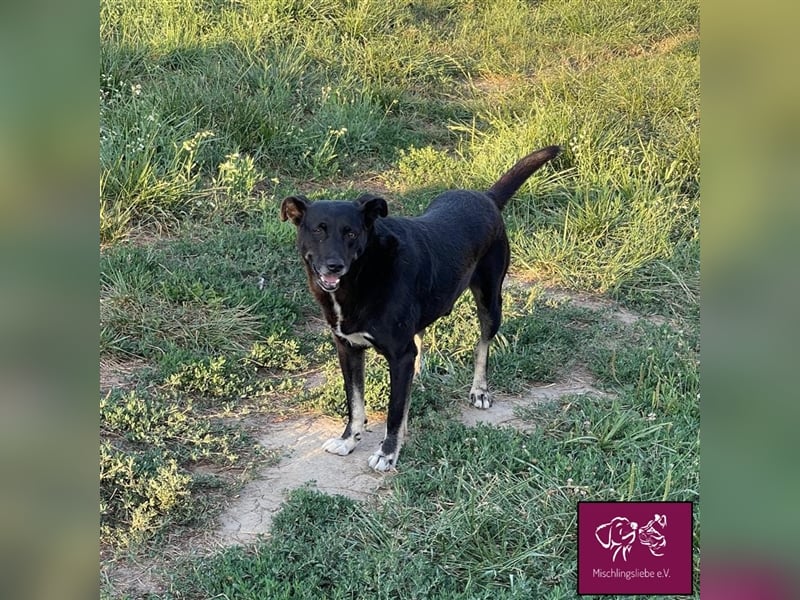 Noroc möchte seine Freiheiten endlich genießen‼️