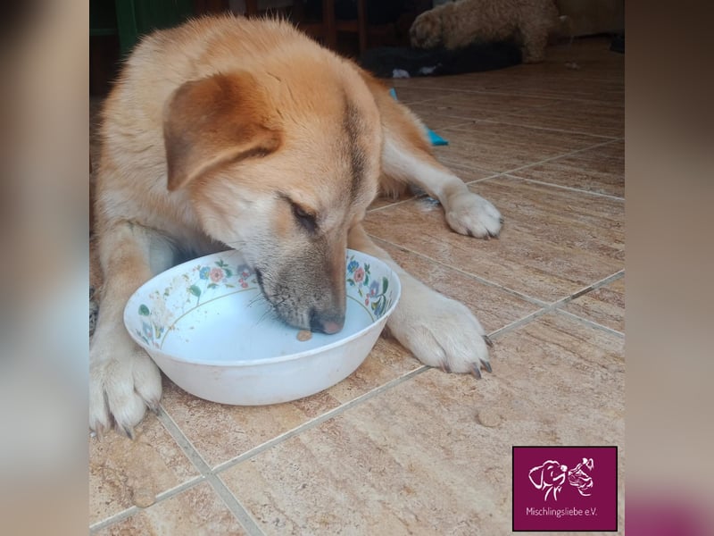 Aron  – Wer kann diesen Hunde-Äuglein widerstehen?