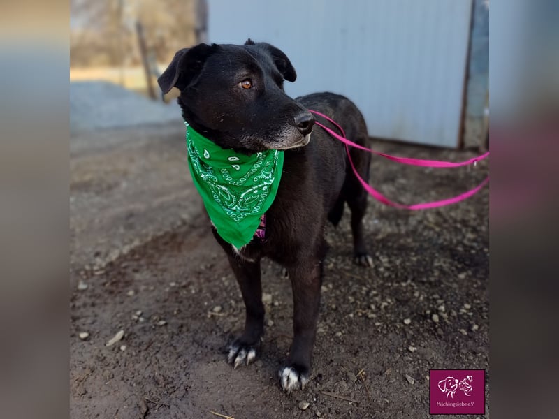 Schwarze Schönheit Kira möchte ihre Familie verzaubern! ❤️