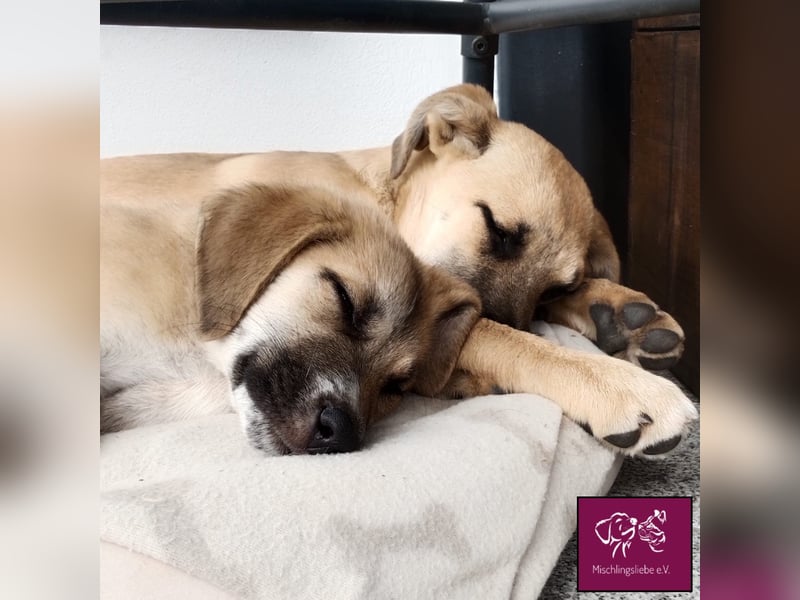 Aron  – Wer kann diesen Hunde-Äuglein widerstehen?