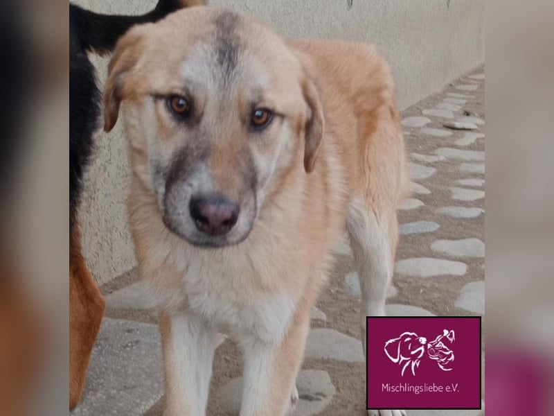 Aron  – Wer kann diesen Hunde-Äuglein widerstehen?