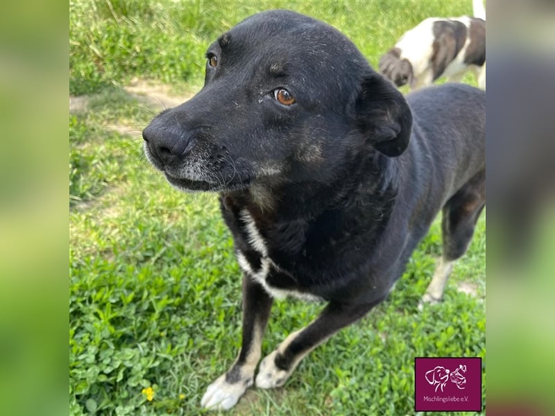 Noroc möchte seine Freiheiten endlich genießen‼️