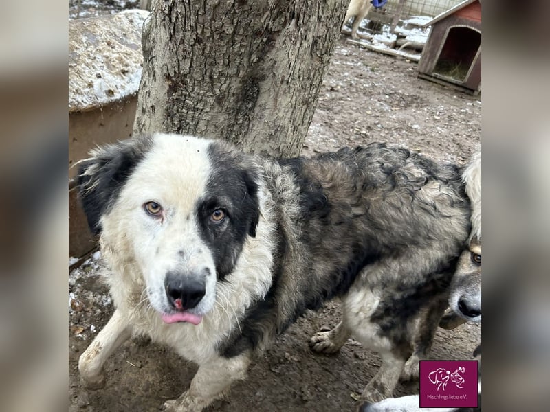 Wilke wartet auf DICH❣️❣️❣️