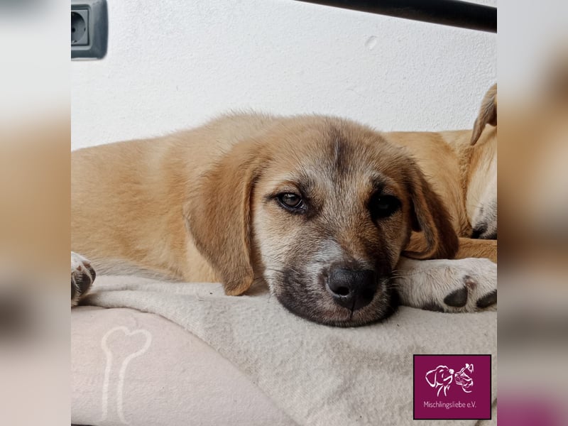 Aron  – Wer kann diesen Hunde-Äuglein widerstehen?