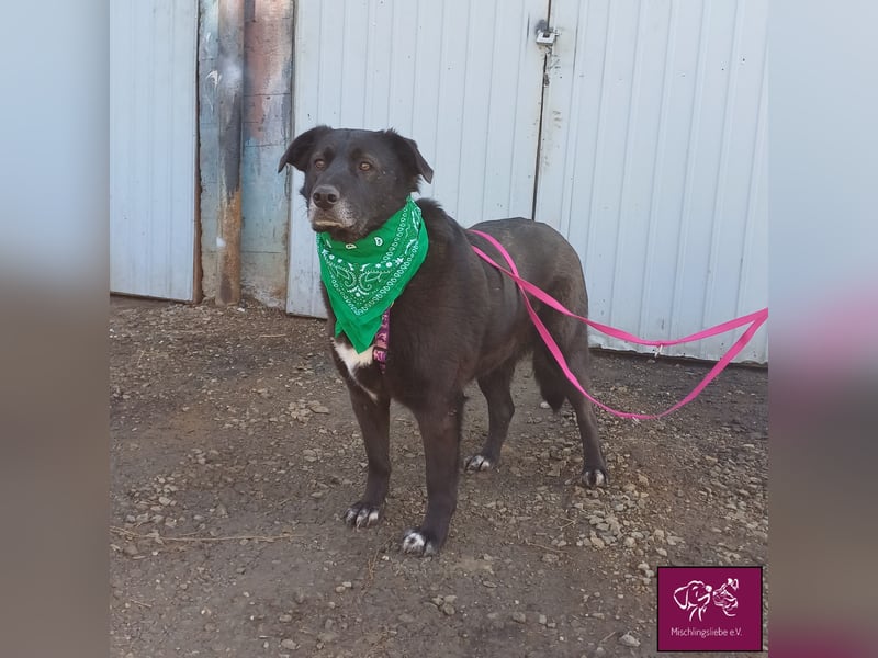 Schwarze Schönheit Kira möchte ihre Familie verzaubern! ❤️