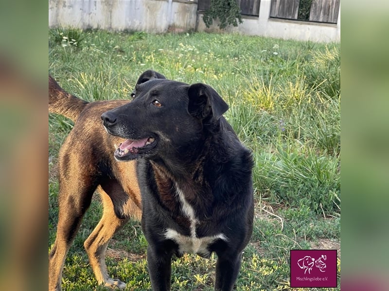 Noroc möchte seine Freiheiten endlich genießen‼️