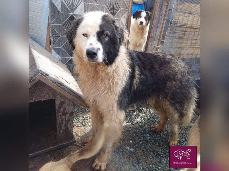 Wilke wartet auf DICH❣️❣️❣️