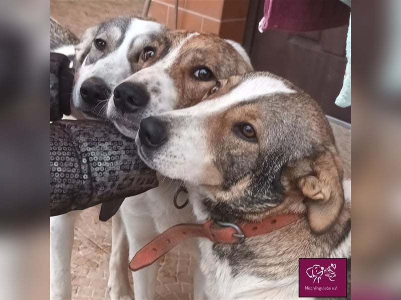 Cara wartet auf dich!