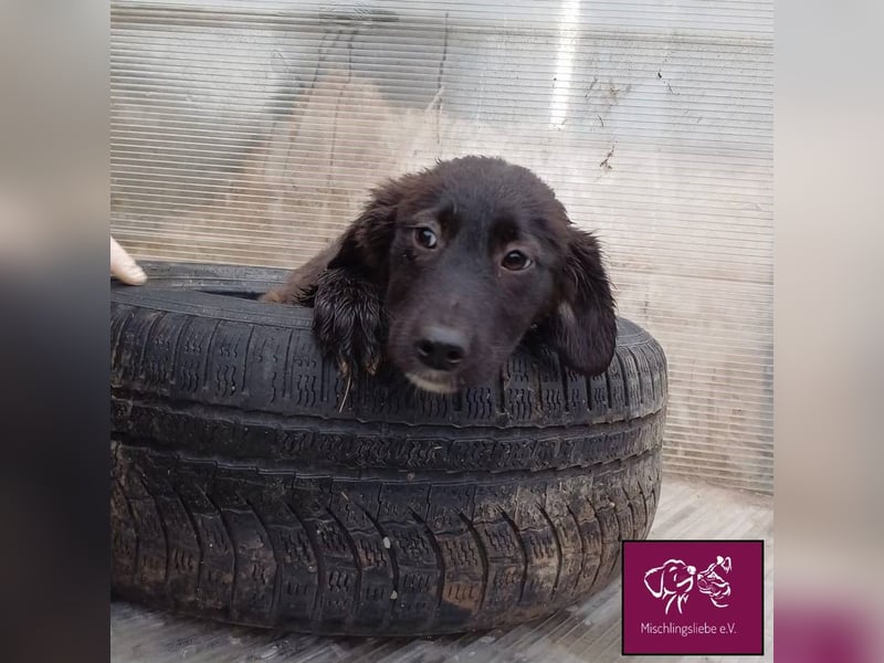 Mura  – Knuddeliges Hundekind möchte ausreisen