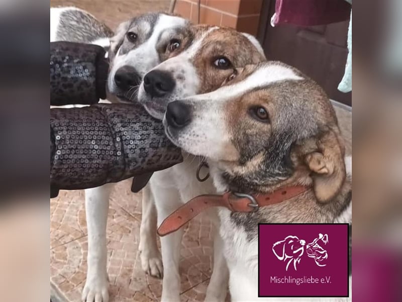 Tolos wartet auf ein warmes Körbchen in einem sicheren Zuhause 