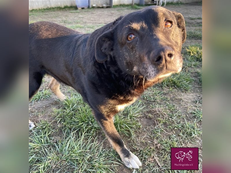 Noroc möchte seine Freiheiten endlich genießen‼️