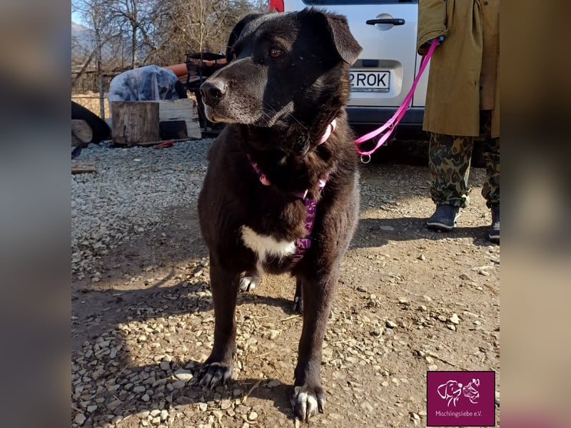 Schwarze Schönheit Kira möchte ihre Familie verzaubern! ❤️