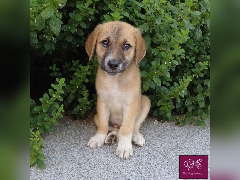 Aron  – Wer kann diesen Hunde-Äuglein widerstehen?