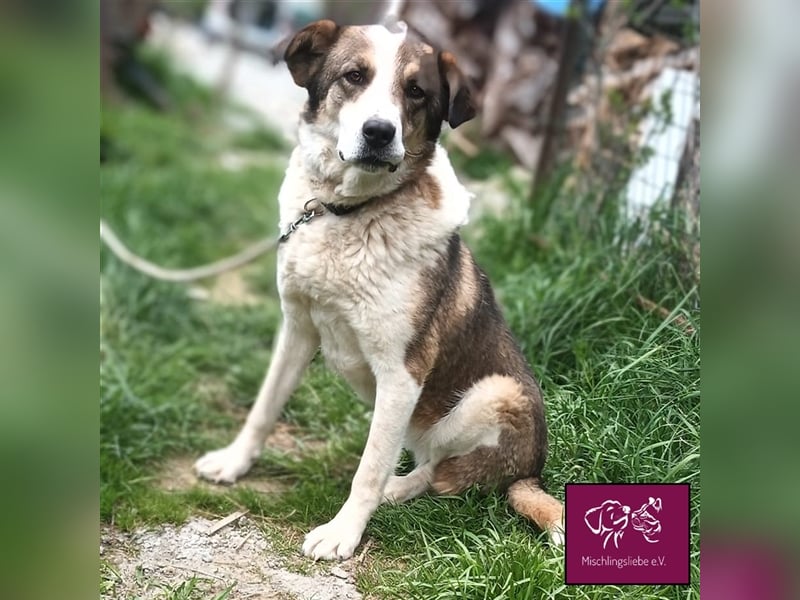 Maya auf der Suche nach ihrem Glück 