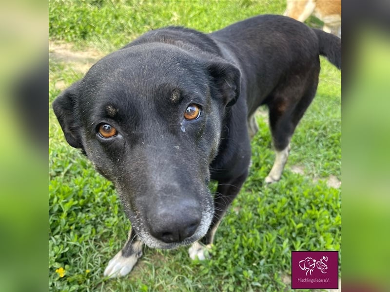 Noroc möchte seine Freiheiten endlich genießen‼️