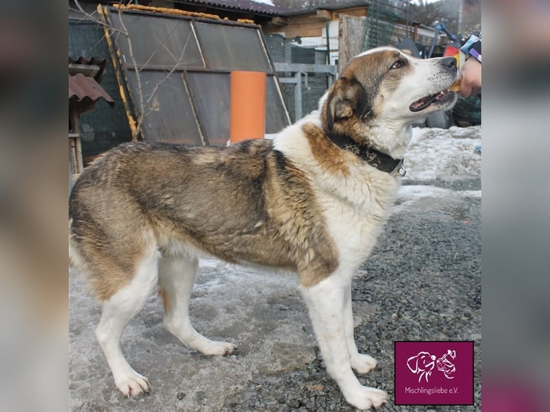 Maya auf der Suche nach ihrem Glück 