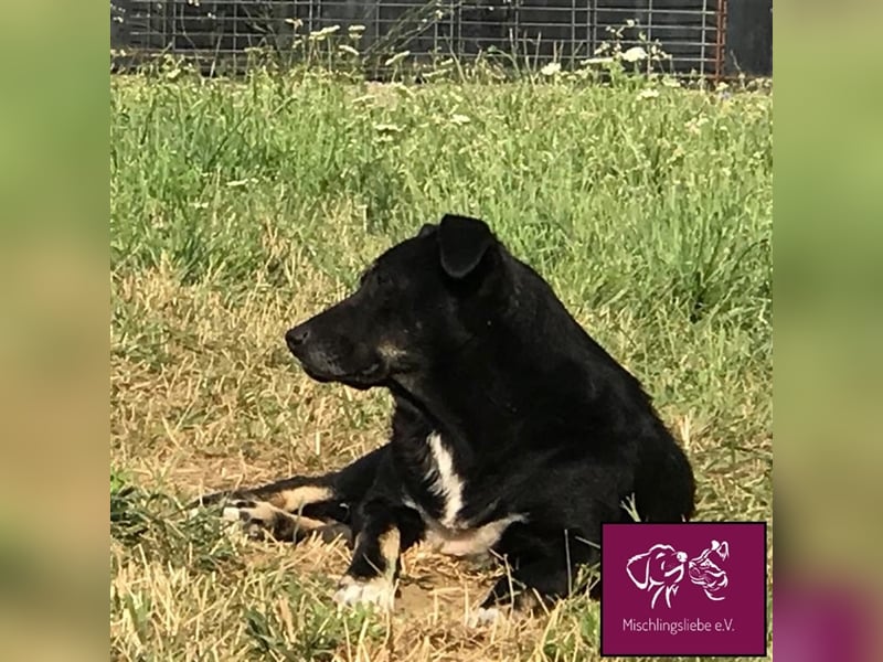 Noroc möchte seine Freiheiten endlich genießen‼️