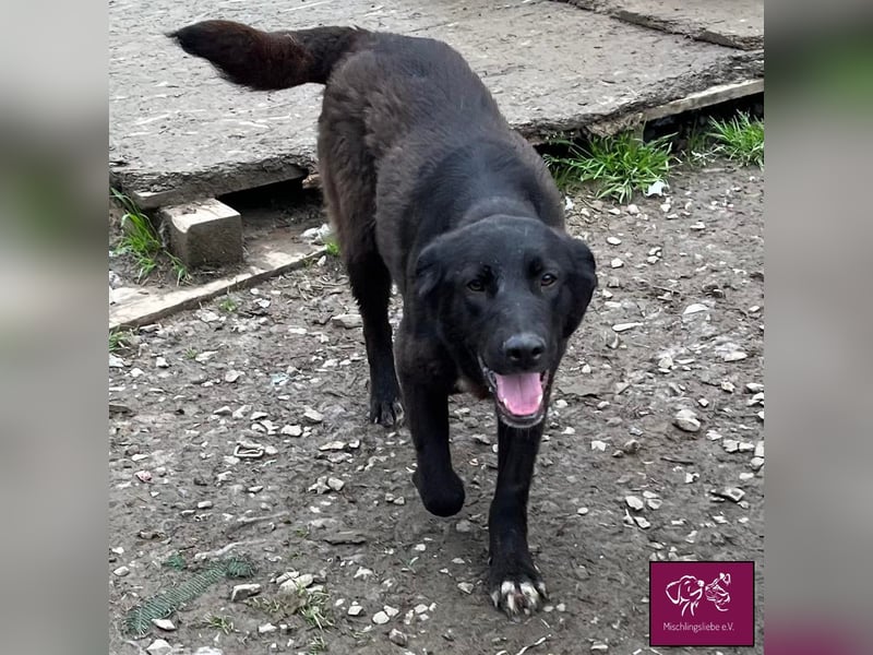 Schwarze Schönheit Kira möchte ihre Familie verzaubern! ❤️