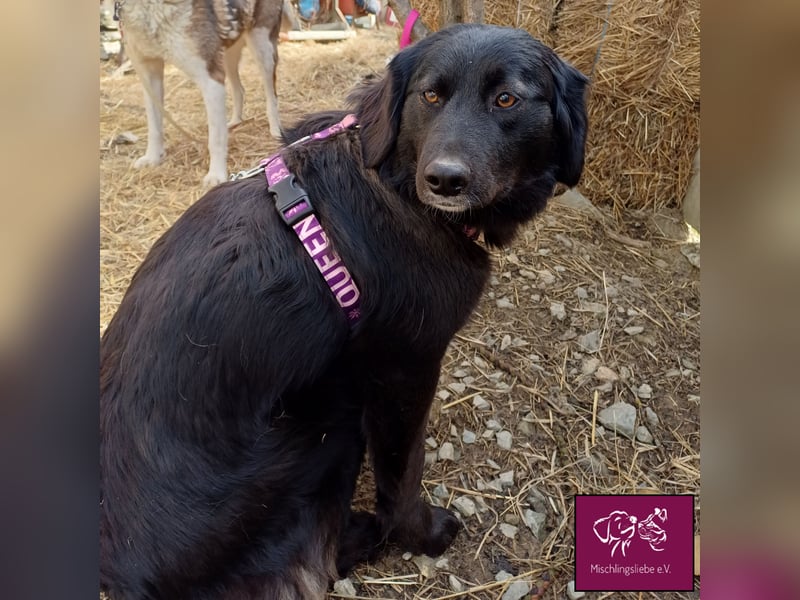 Mura  – Knuddeliges Hundekind möchte ausreisen