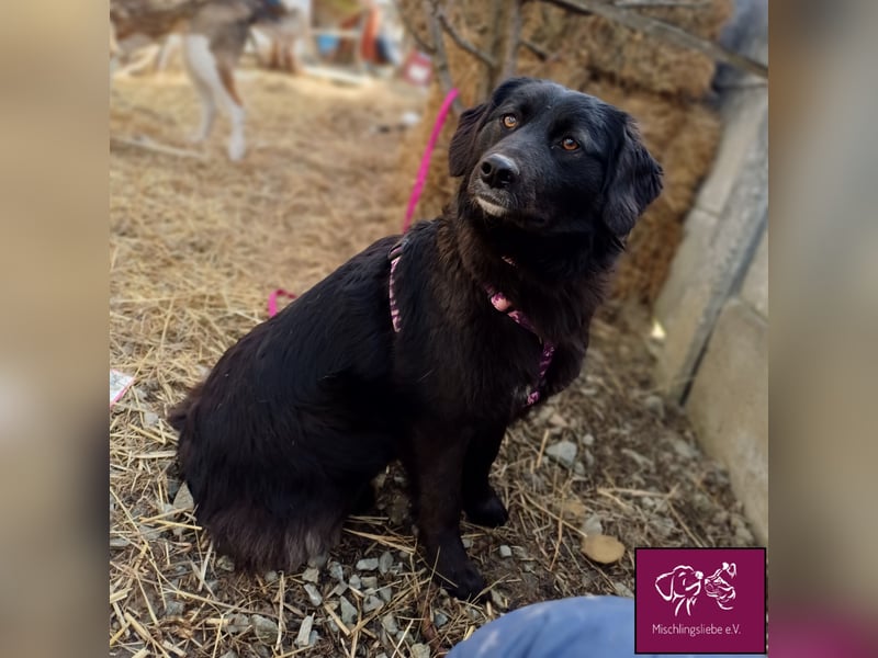 Mura  – Knuddeliges Hundekind möchte ausreisen