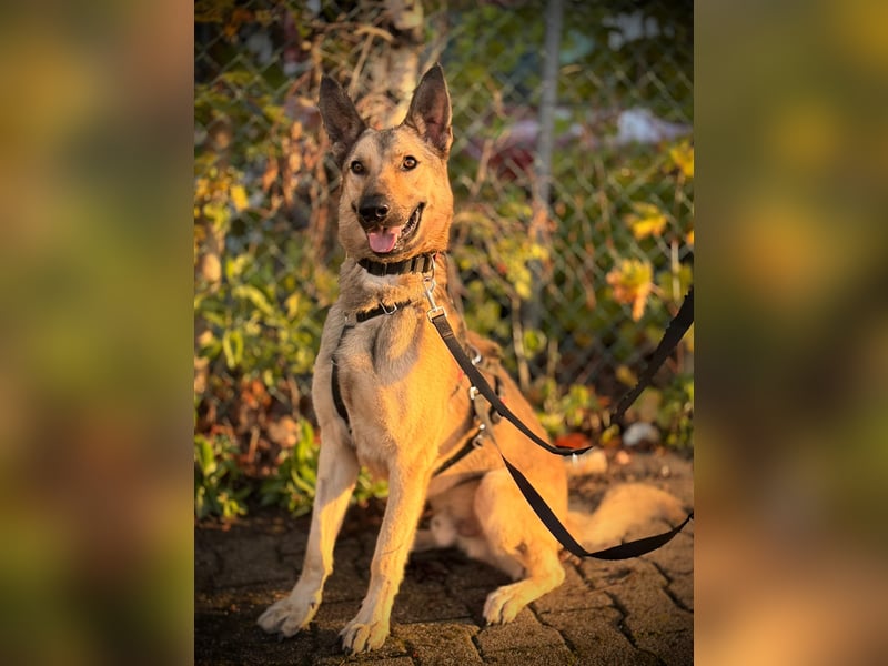 Grinder – cleverer Schäferhund-Mix sucht Zuhause