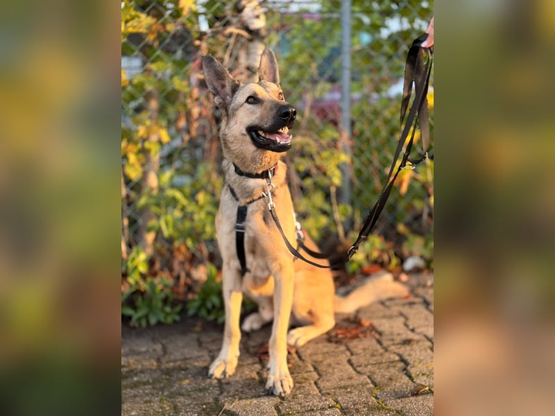 Grinder – cleverer Schäferhund-Mix sucht Zuhause