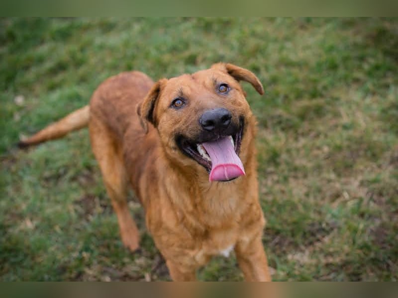 BENNY – Gute-Laune-Bär sucht seine Familie
