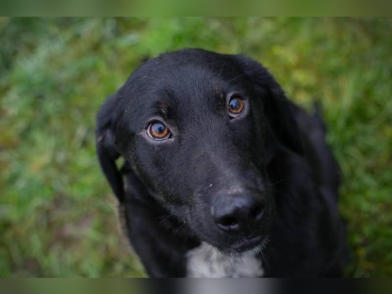 HEIKO- Der wunderbare und unkomplizierte Labrador-Mix Heiko sucht ein neues