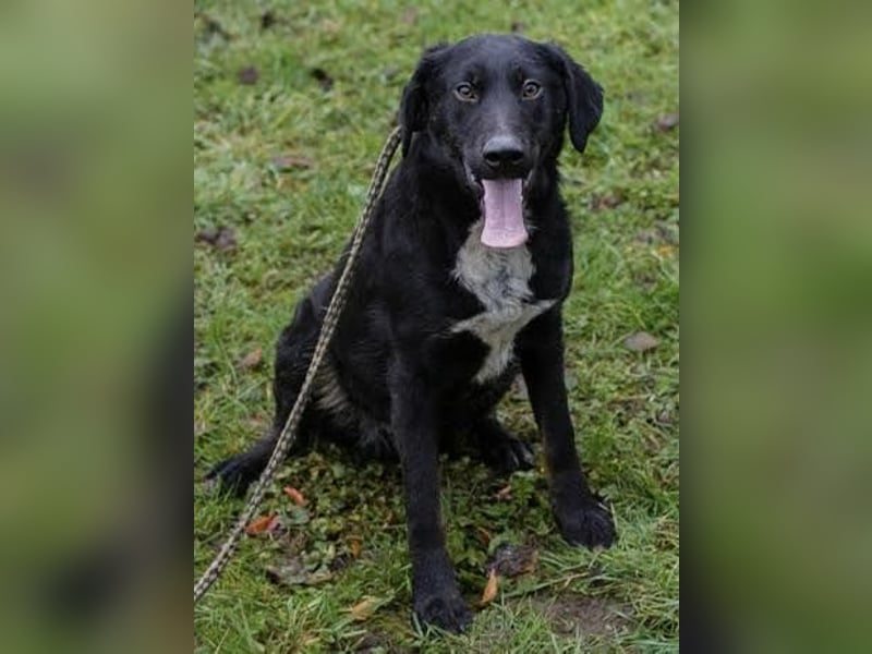 HEIKO- Der wunderbare und unkomplizierte Labrador-Mix Heiko sucht ein neues