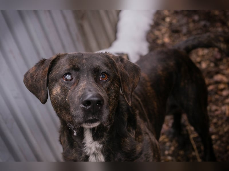 MERLIN – Ein treuer Herzenshund wartet schon viel zu lange