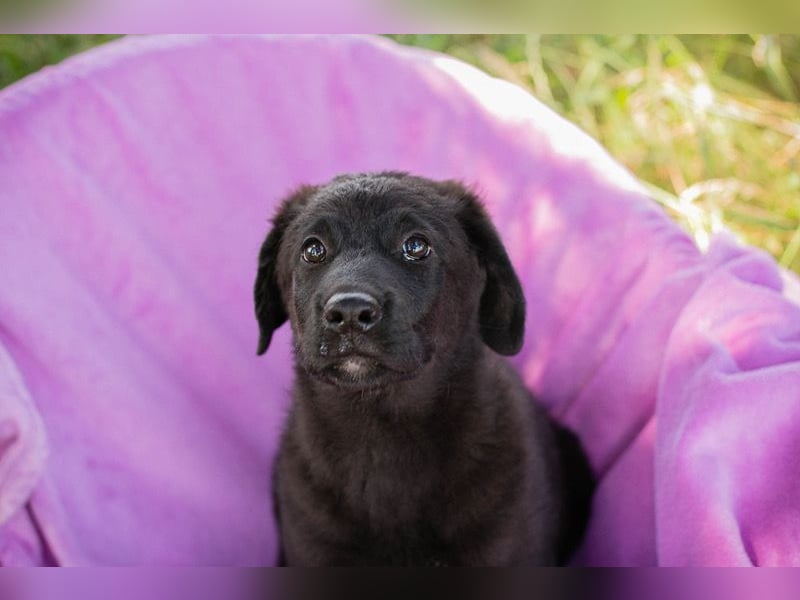 Tilly sucht ein neues Zuhause (Schwester von Roko)