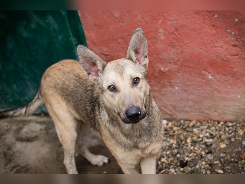 GRINDER – Vom Straßenhund zum treuen Begleiter