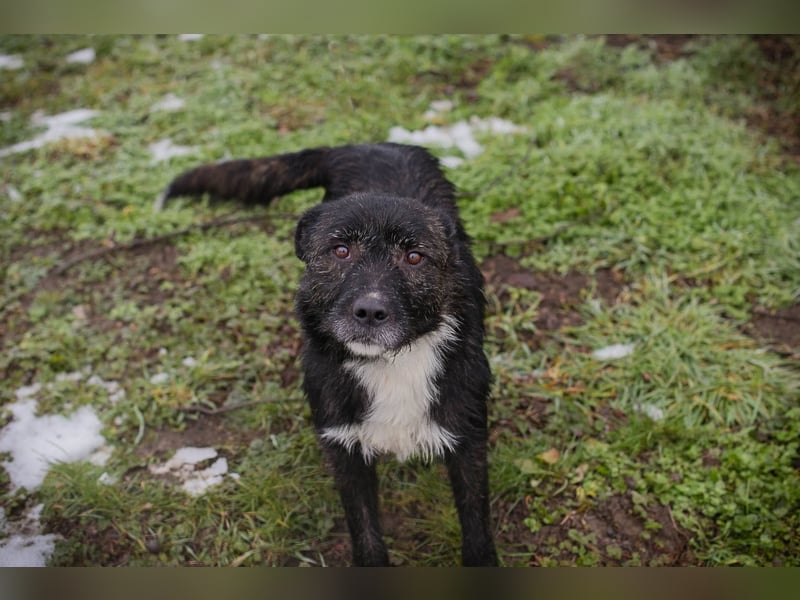 SMOKIE – Treuer Kämpfer sucht sein Happy End