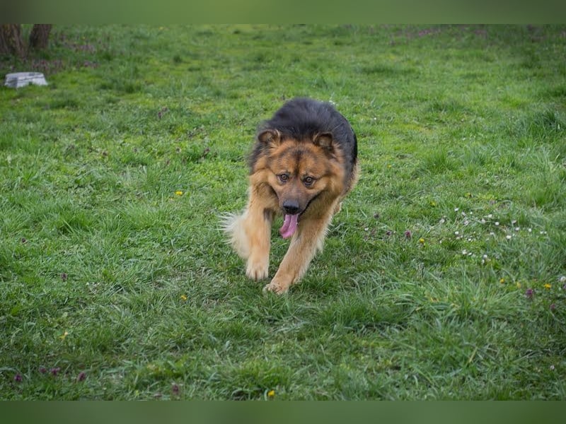 WUTZ – Fröhlicher Herzenshund sucht ein neues Zuhause
